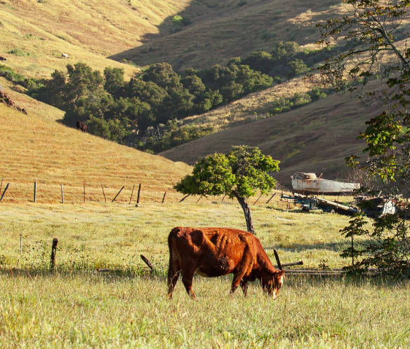 Restaurante Regional